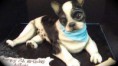 /album/fotogaleria-divne-torty/a591941-pekarka-cukrarka-usa-americanka-torta-torty-pecenie-zaujimave-kuriozne-kuriozity-debbie-goard-pop-art-jpg/